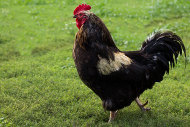 the rooster on the grass