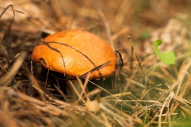 a mushroom on a forest glade