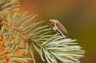 a beetle on a tree branch.
