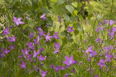 Ormanda mor çiçekler