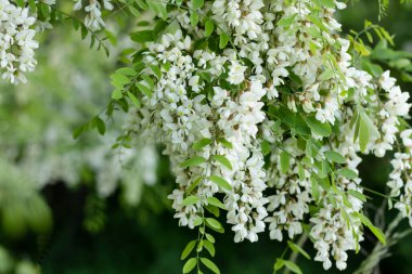 Bahçedeki bir ağacın beyaz çiçekleri