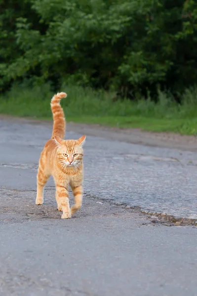 Chat Dans Rue — Photo