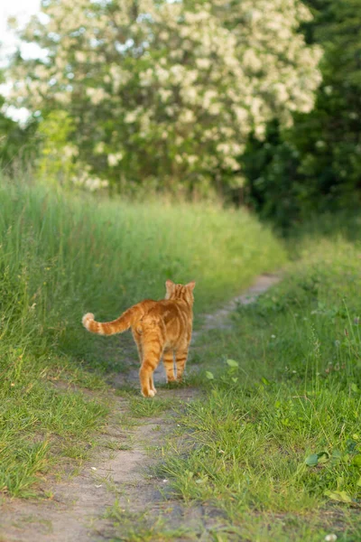 Beau Chat Rouge Dans Jardin — Photo