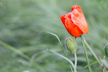 Bahçede kırmızı gelincikler