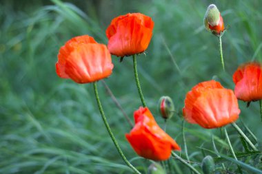 Bahçede kırmızı gelincikler