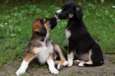 Two dogs in the grass in summer