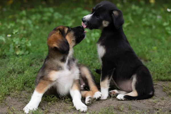 Two dogs in the grass in summer