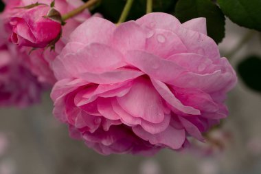 Bahçedeki pembe gül