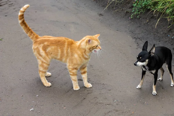 Röd Katt Och Hund Gatan — Stockfoto