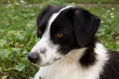 portrait of a cute puppy in a green grass