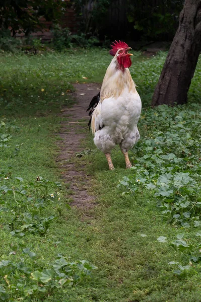 農場の鶏 — ストック写真
