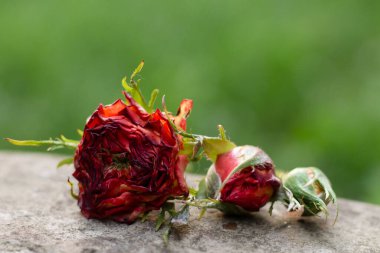 flowers on a green background. abstract photo