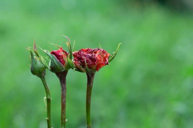 flowers on a green background. abstract photo
