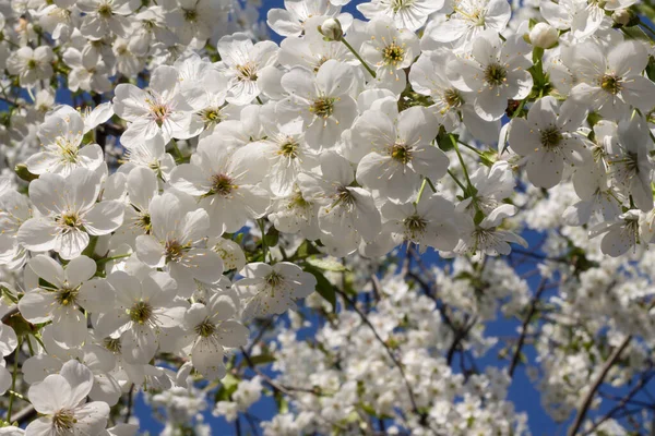 white spring flowers with beautiful blue sky