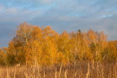 autumn landscape. autumn forest