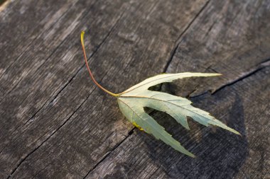 Sonbahar yaprakları, bitki örtüsü ve yapraklar