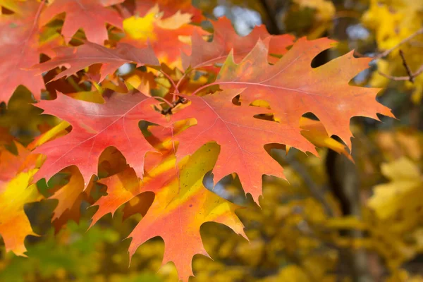Autumn Yellow Leaves Flora Foliage — Stockfoto