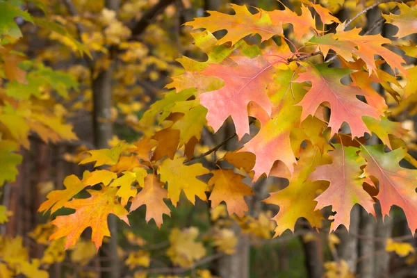 Autumn Yellow Leaves Flora Foliage — Stockfoto