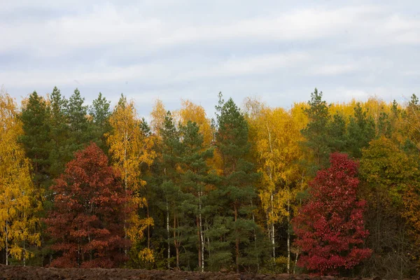 Cores Outono Floresta — Fotografia de Stock