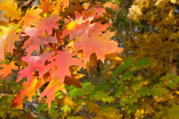 Autumn Yellow Leaves Flora Foliage — Stock Photo, Image