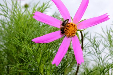 Bahçedeki güzel çiçekler