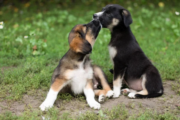 two dogs on the lawn