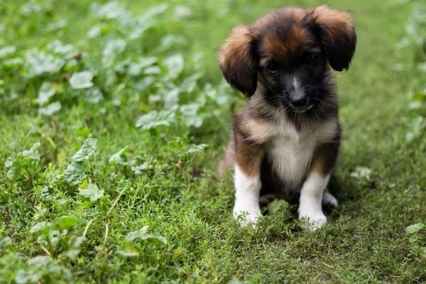 Schattig Hond Groen Gras — Stockfoto