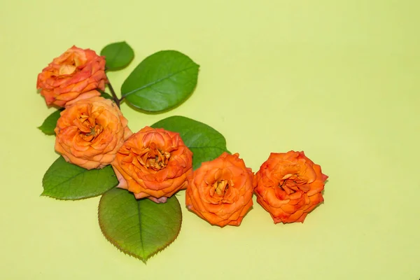 Beautiful Flowers Yellow Background Roses Copy Space —  Fotos de Stock
