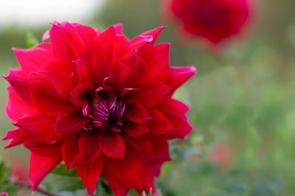 Flores Dália Vermelho Jardim — Fotografia de Stock