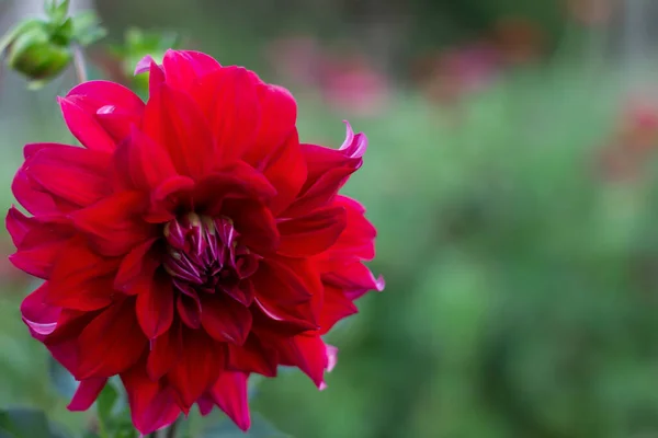 Röd Dahlia Blommor Trädgården — Stockfoto