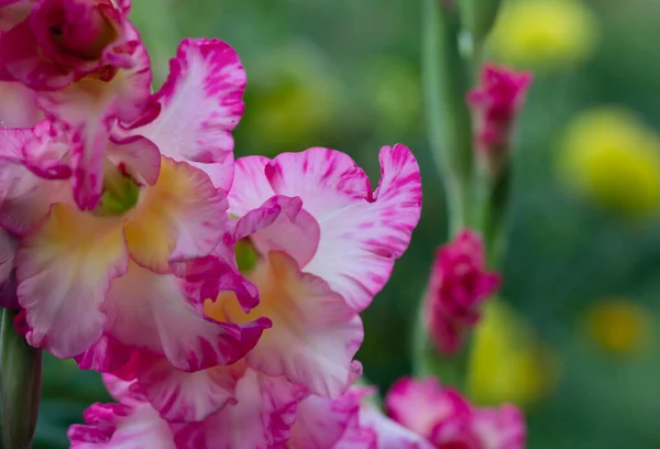 Pink Flowers Gladioli Garden — Foto de Stock