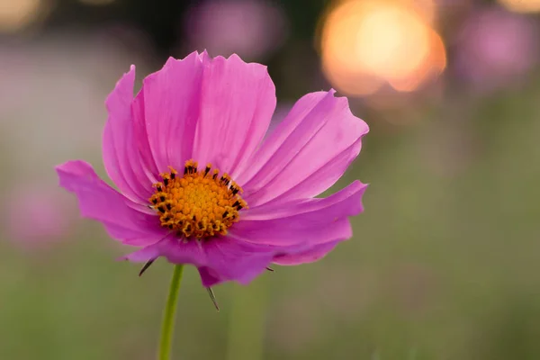 Flower Green Background Kosmeia Garden — Stockfoto