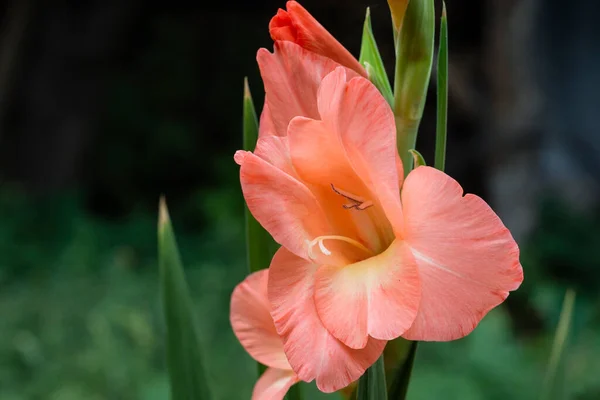 Beautiful Flowers Garden Orange Gladioli — Foto de Stock