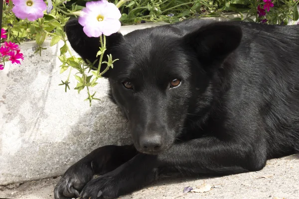 Perro Jardín —  Fotos de Stock