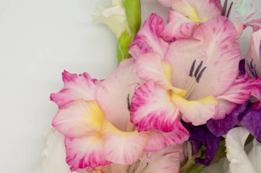 Beyaz arka planda güzel pembe çiçekler