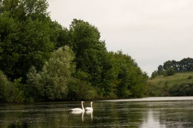 Gölde yüzen güzel kuğular