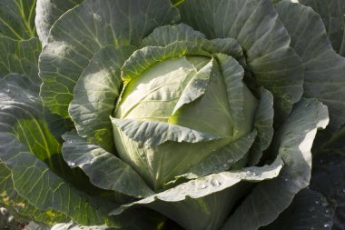 green cabbage head, close up