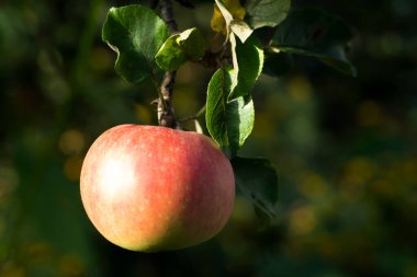 rode appels op een boomtak