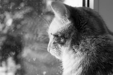 Pencereden dışarı bakan bir kedi