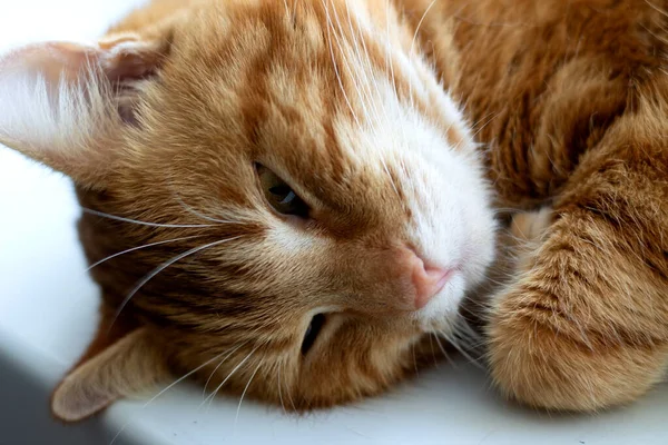 배경을 귀여운 고양이 — 스톡 사진