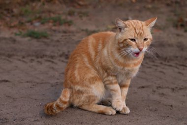 yolda kırmızı kedi