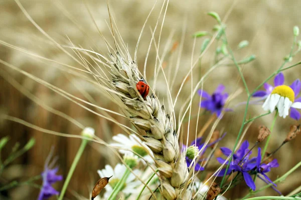 Ladybug Ears Wheat — Stockfoto