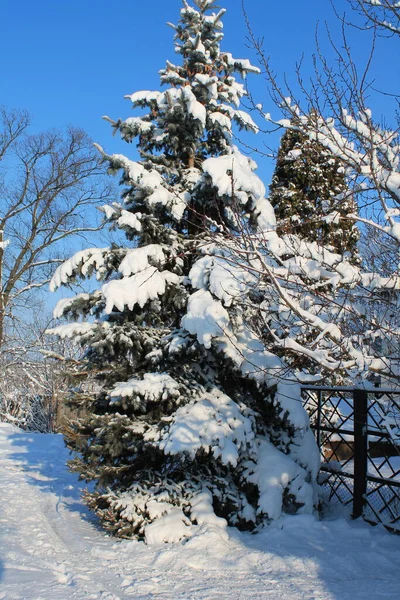 Forêt Neige Jour Hiver — Photo