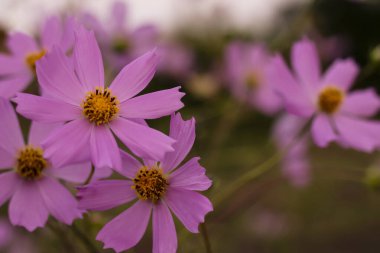 Yeşil arka planda güzel pembe kozmos çiçekleri