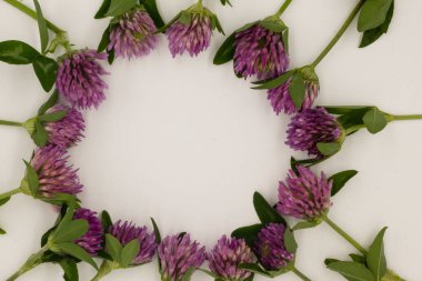 beyaz zemin üzerine yonca çiçek