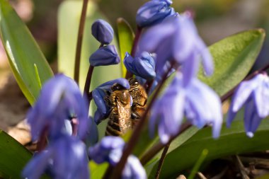 Bahçedeki güzel çiçekler