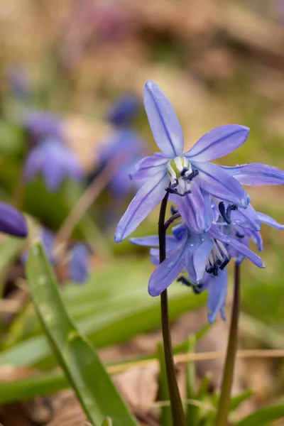 Bellissimi Fiori Giardino — Foto Stock