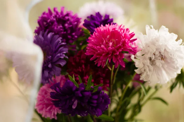 Красиві Квіти Хризантеми Саду Макро Вибірковий Фокус — стокове фото