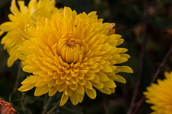 Beautiful Yellow Flower Garden — Stock Photo, Image