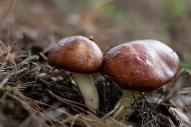 Ormandaki mantarlar. Çimlerde mantarlar